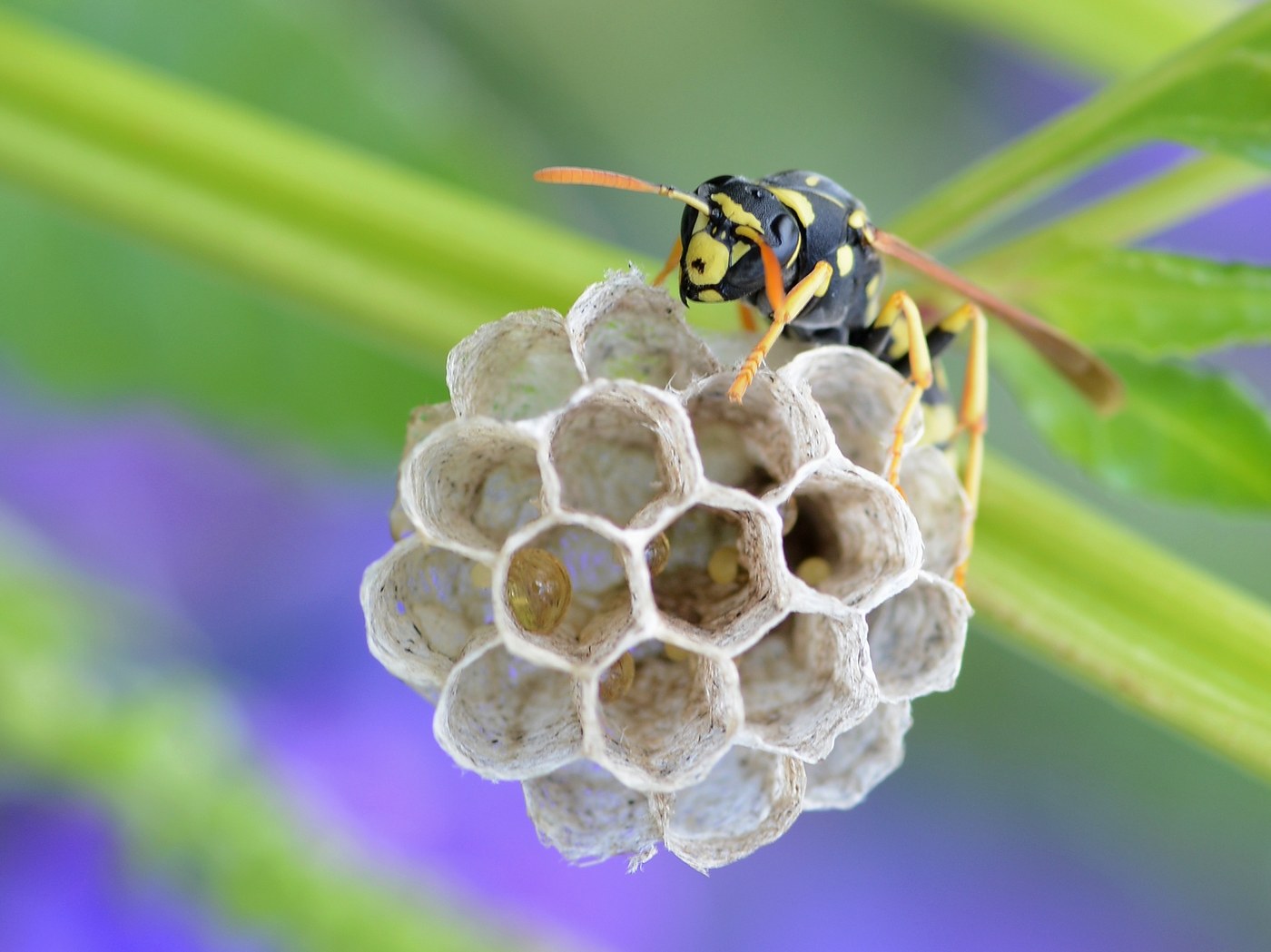 A single paper wasp queen on a small newly started nest