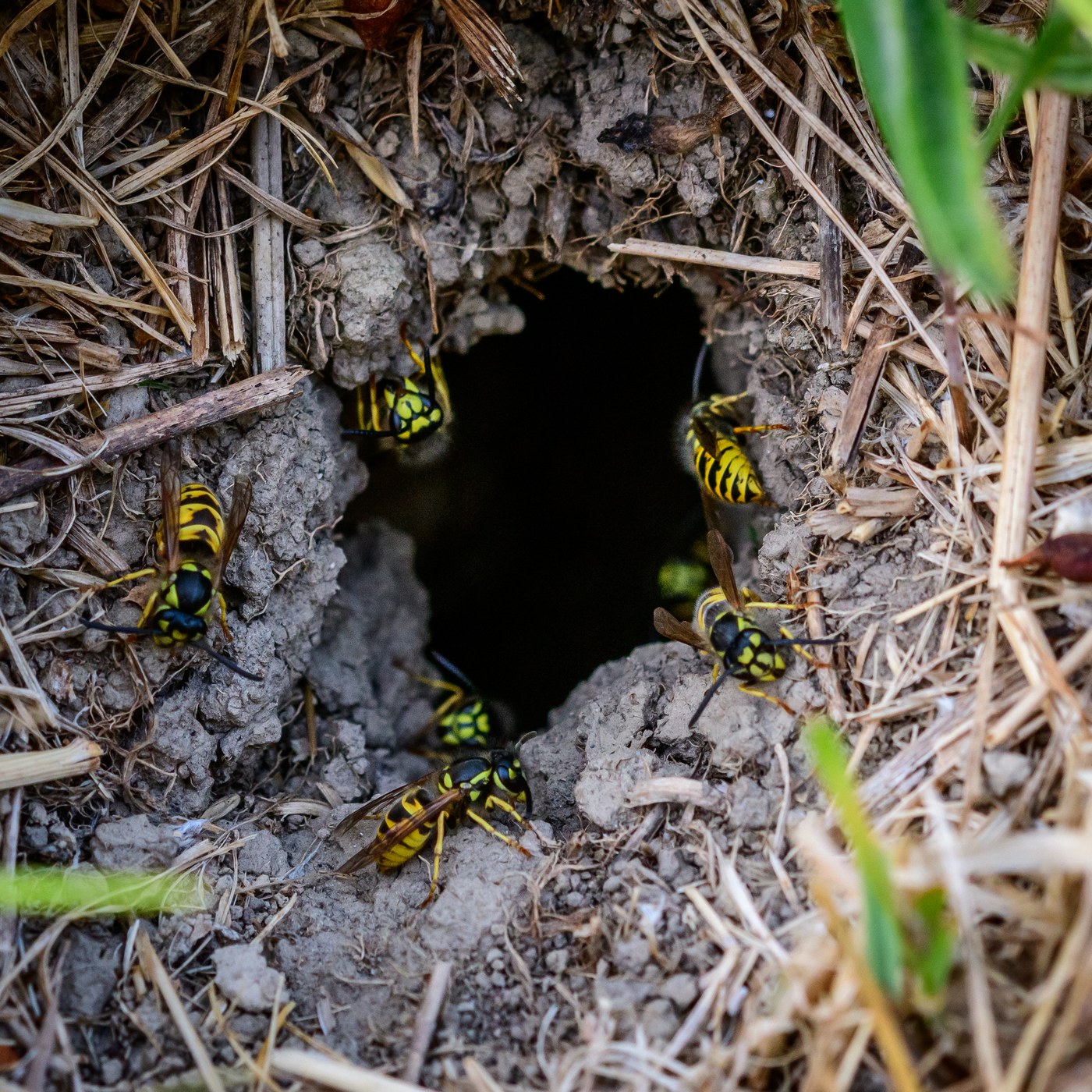 The entrance hole of a yellowjacket nest in the ground
