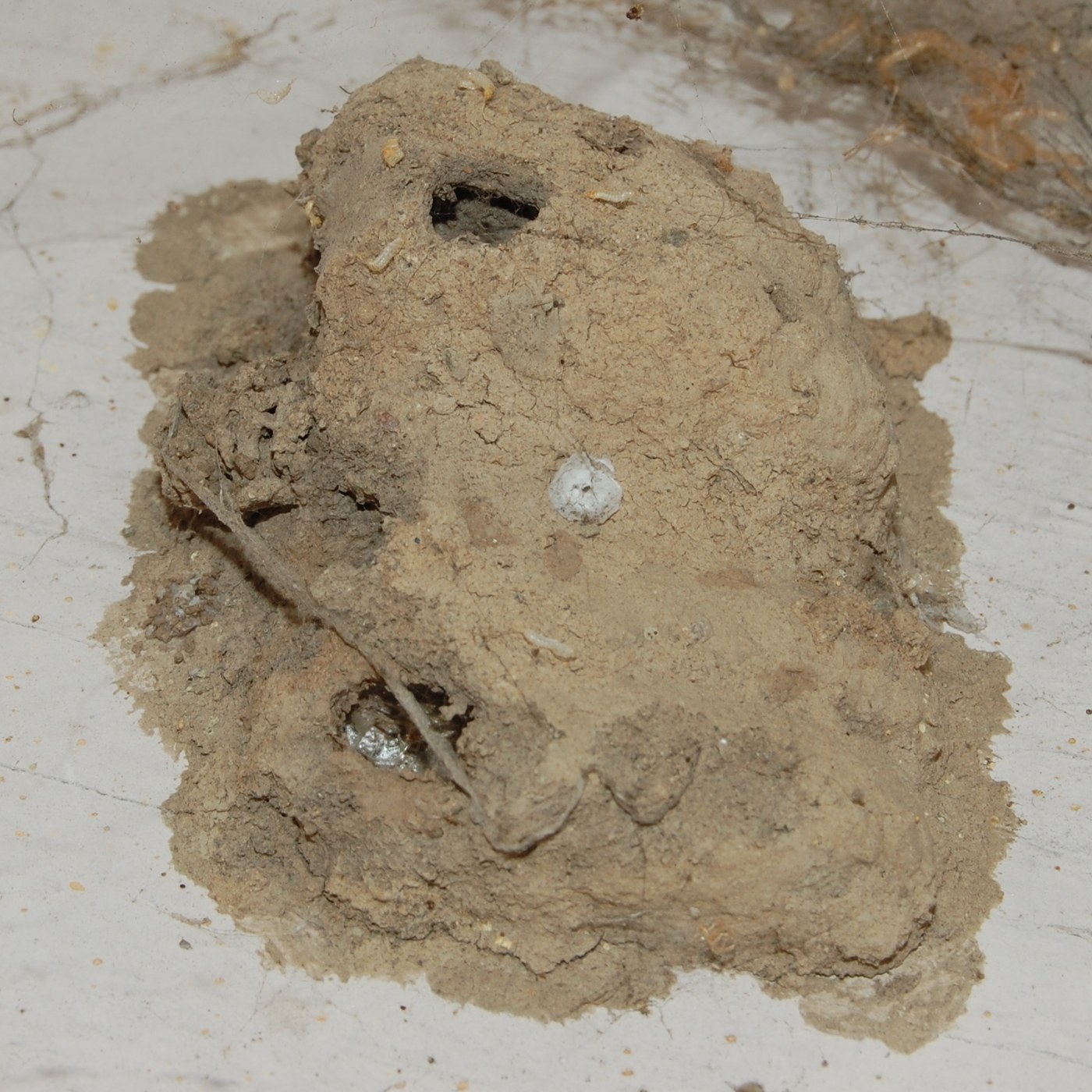 Hard mud cells built by a mud dauber on a wall