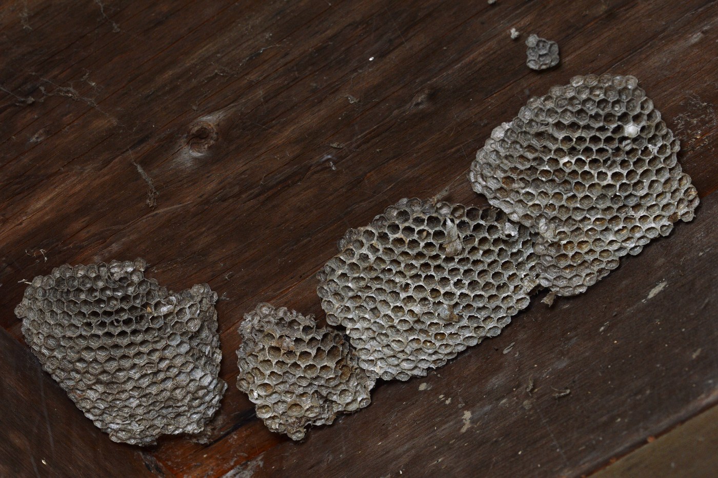An open paper wasp comb hanging under an eave