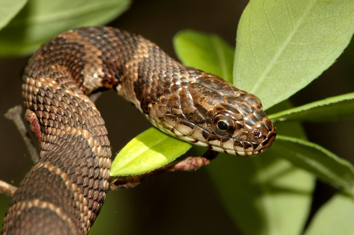 Watersnake (Banded and Brown Watersnake)