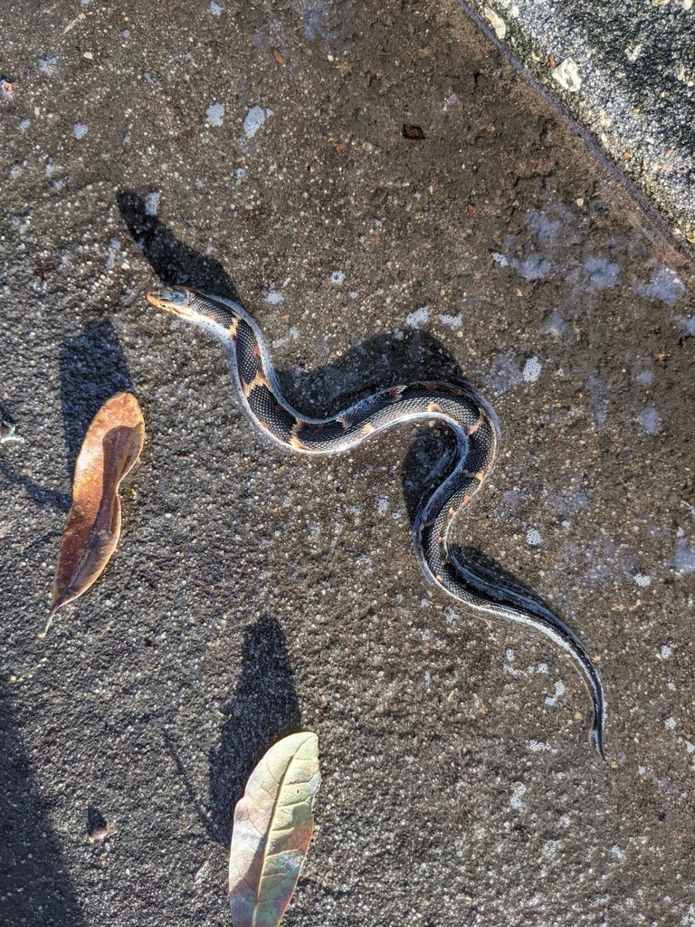 A young watersnake with a boldly marked pattern at the edge of a pond