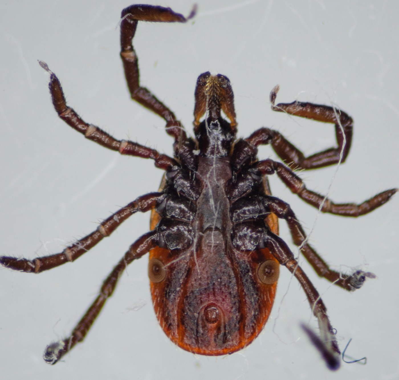 Western Blacklegged Tick