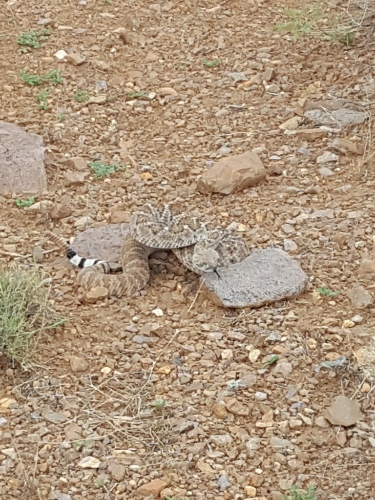 Western Diamondback Rattlesnake