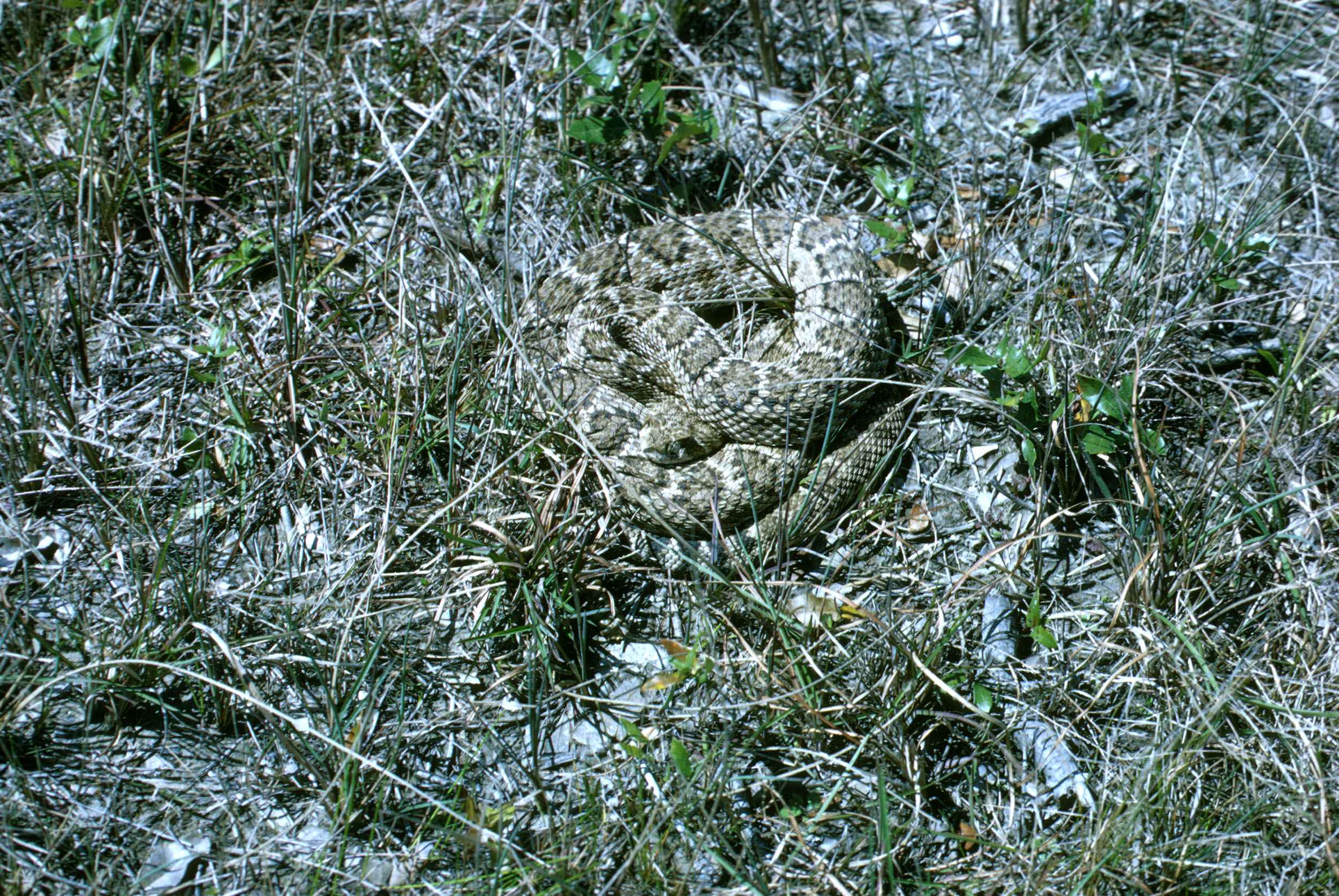 An adult western diamondback rattlesnake coiled on desert ground with the diamond pattern and banded tail visible