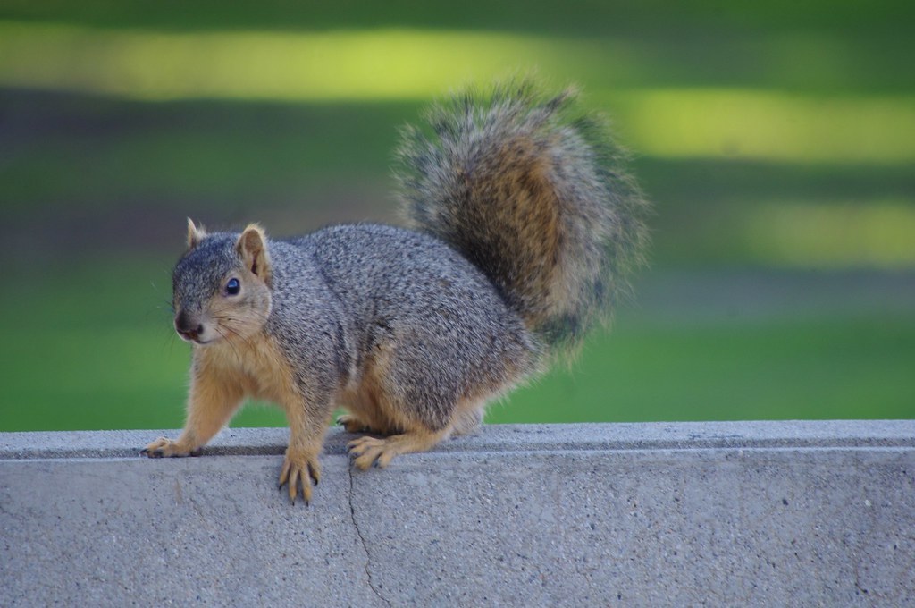 An adult western gray squirrel showing the dark gray coat and long white-frosted tail