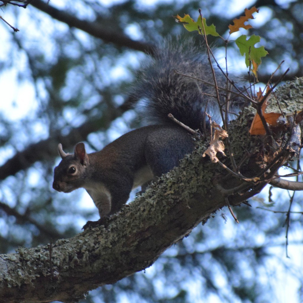 Western Gray Squirrel