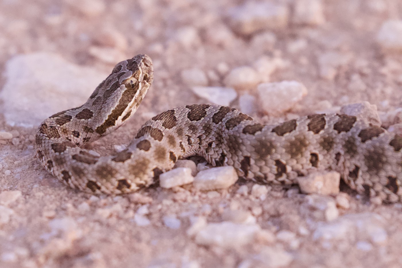 Western Massasauga