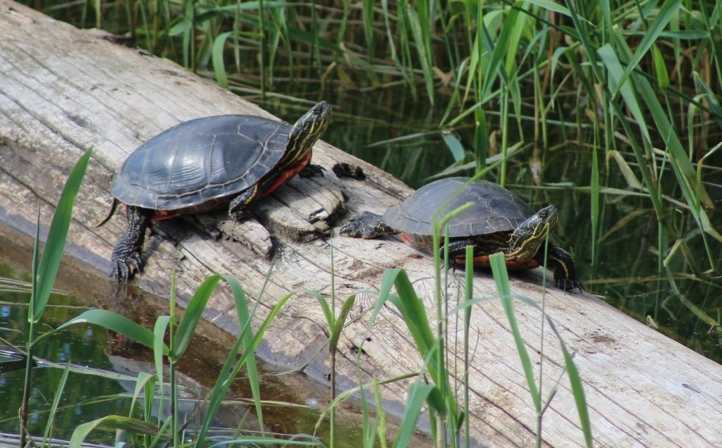 Western Painted Turtle / Snapping Turtle