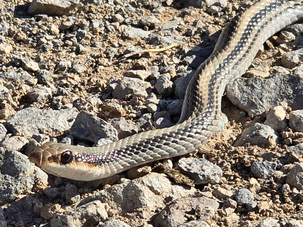 Western Patch-nosed Snake
