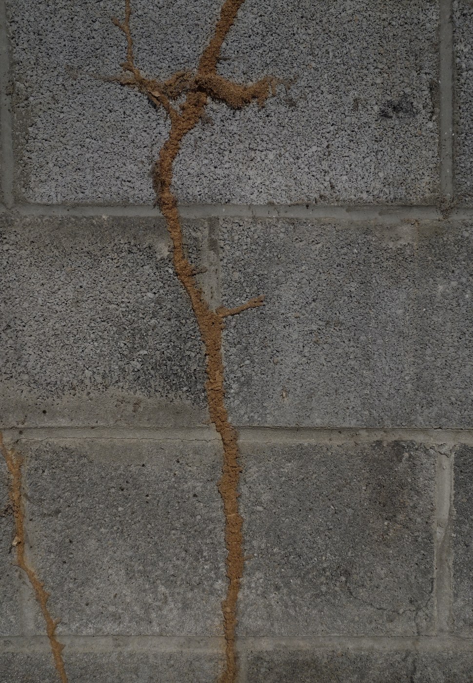 Western Subterranean Termites