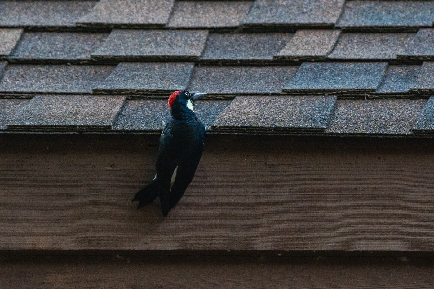 Woodpecker