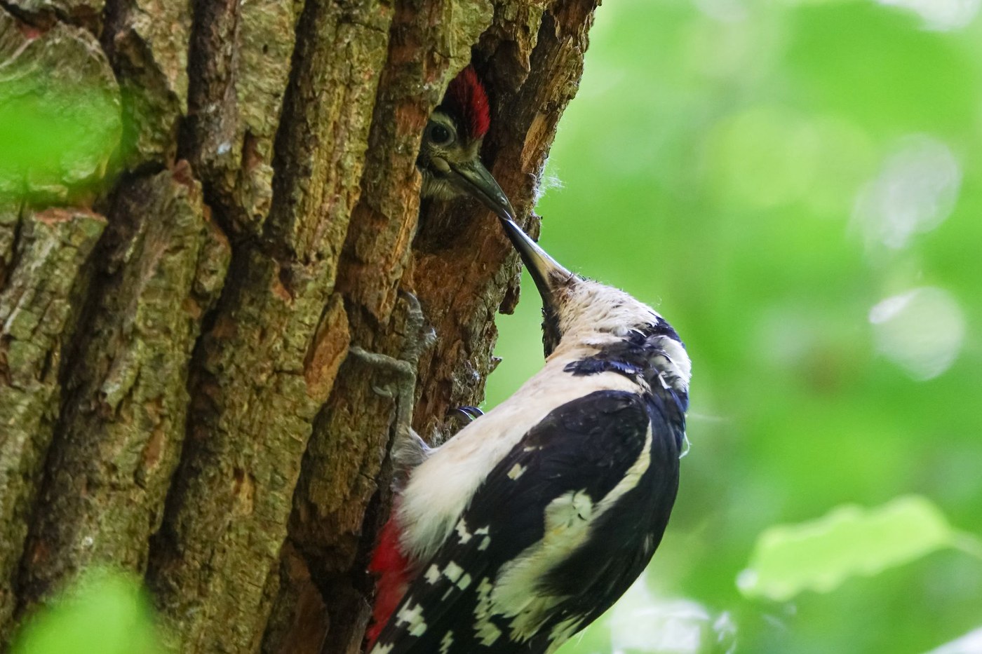 A juvenile woodpecker at a cavity entrance being fed by an adult