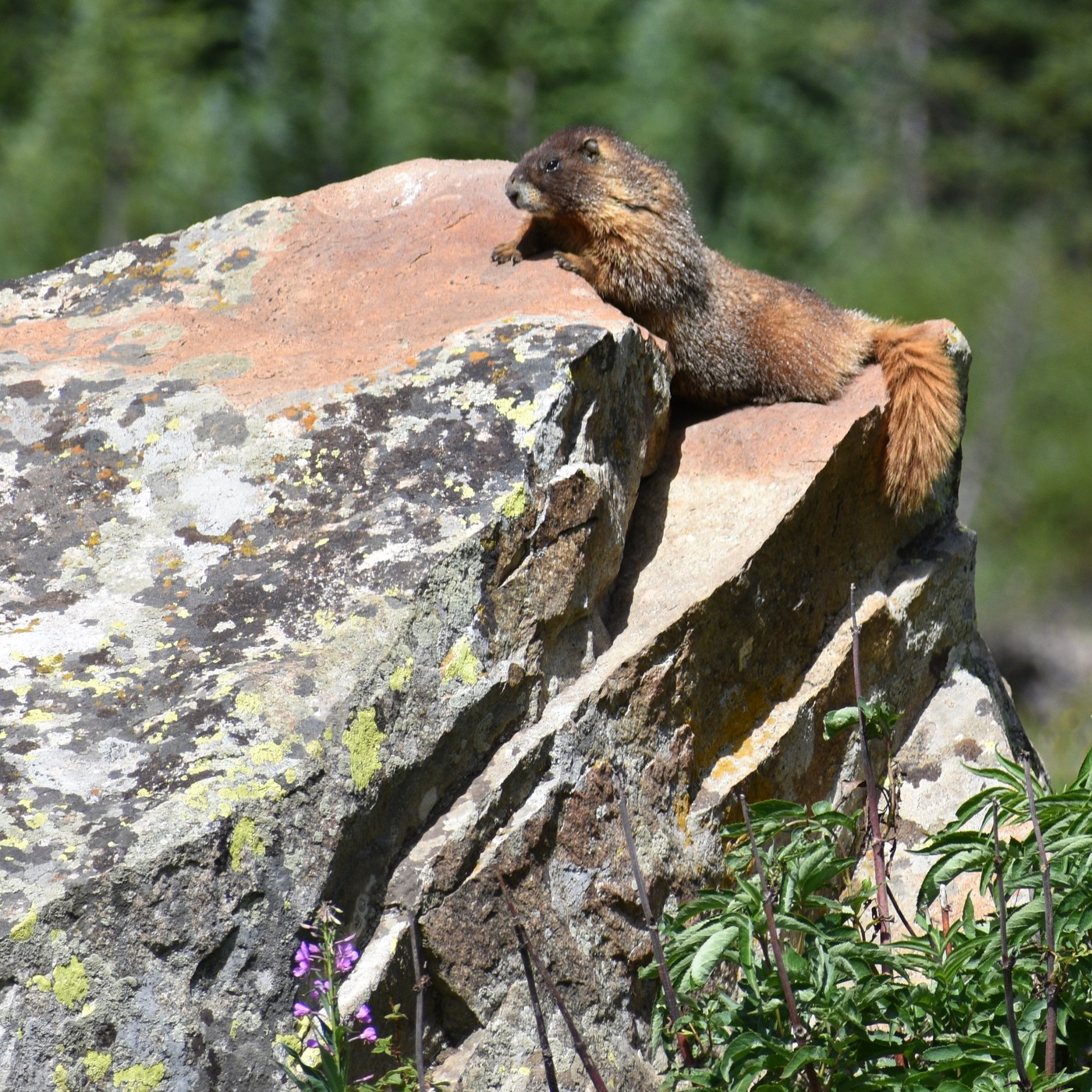 Yellow-Bellied Marmot